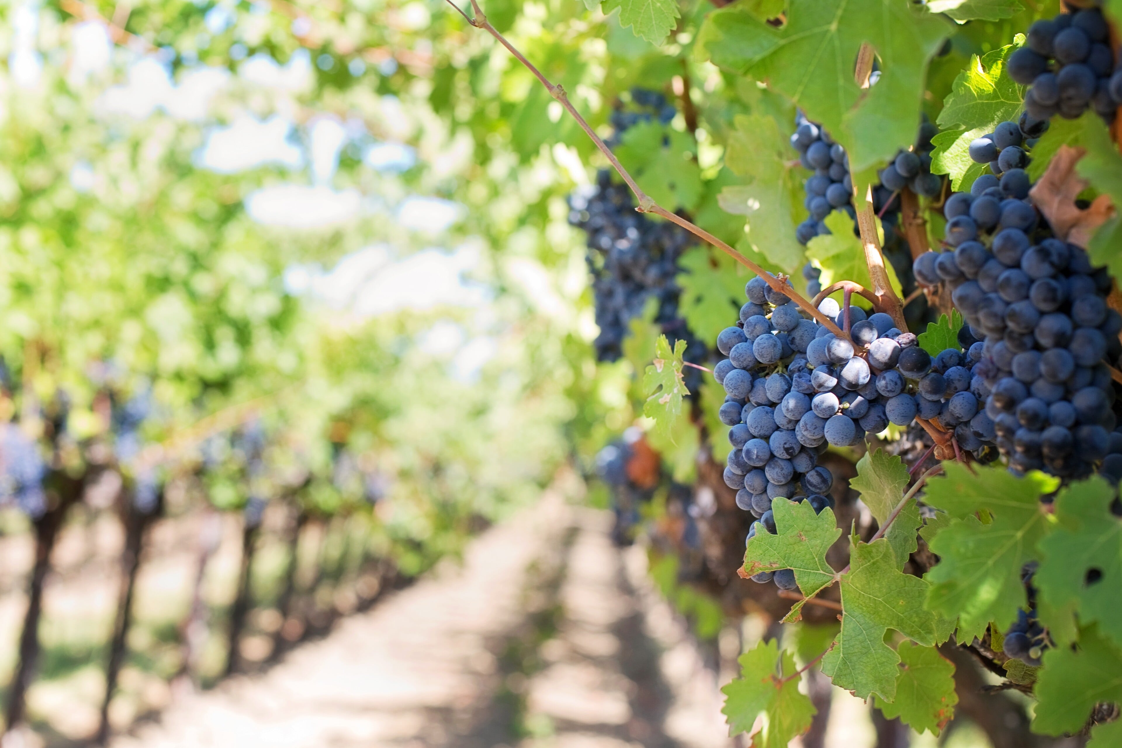 Purple Grapes Vineyard Napa Valley